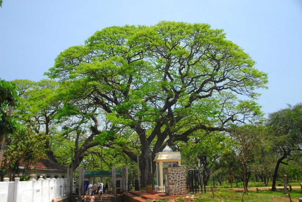 Lucky Holiday Home Anuradhapura Luaran gambar